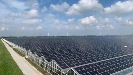 崇明光伏蟹 綠色生態與央視光環下的餐桌新寵